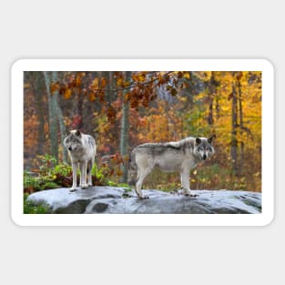 Timber Wolves Sticker